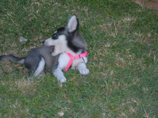 tratando de morder mi cola